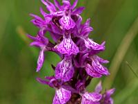 Knabenkraut Orchidee